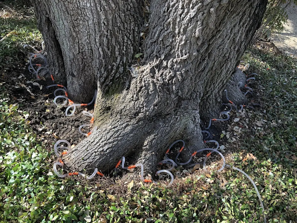 Detailed Tree Cabling and Bracing job site in East Hartland