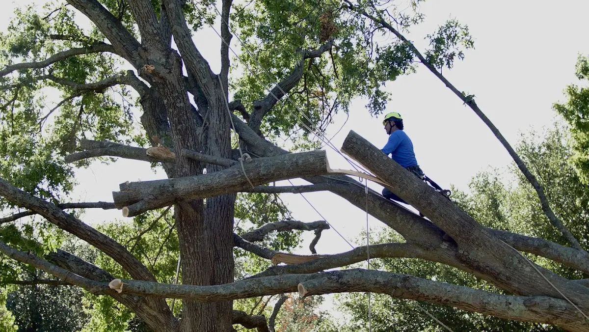 Professional Crown Thinning performed by certified arborists in East Hartland
