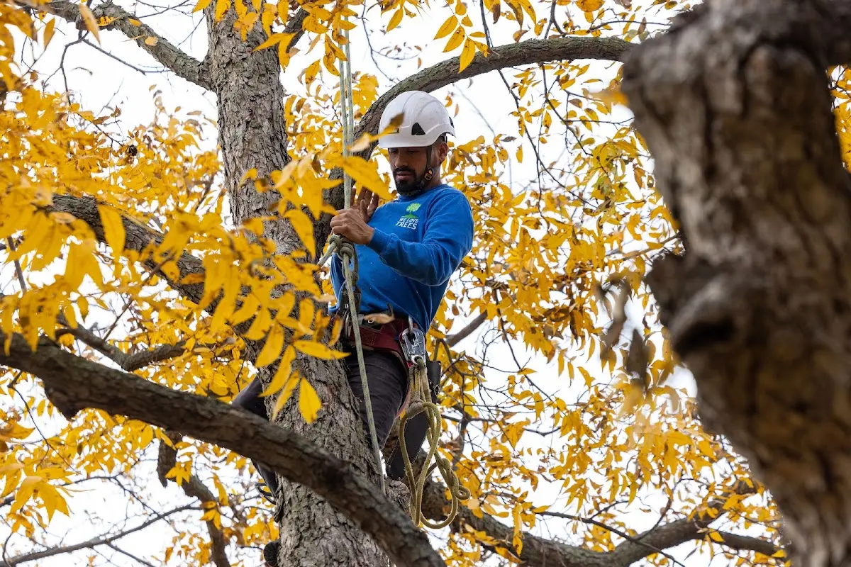 Skilled Tree Pruning crew working in East Hartland
