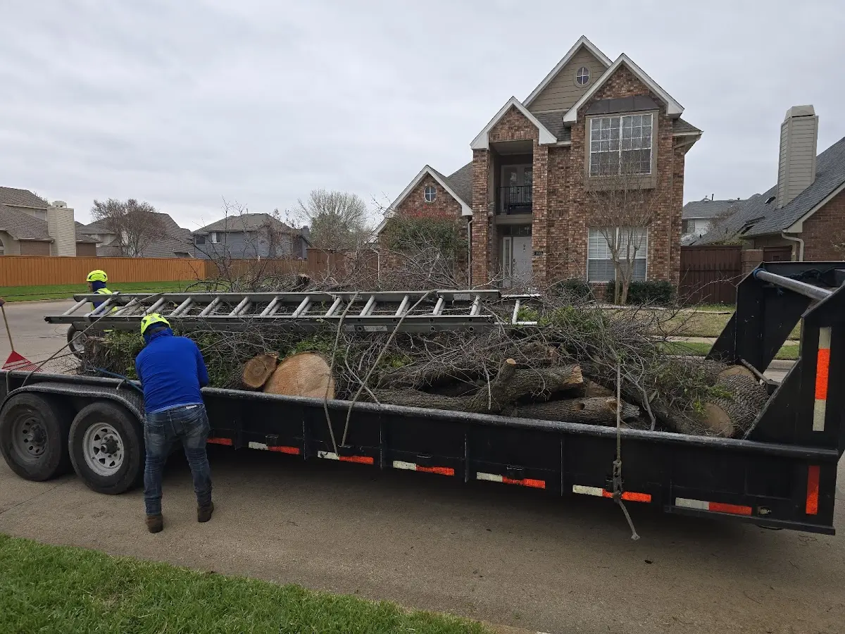 Expert Tree Pest Control with proper safety equipment in East Hartland